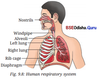 Life Processes in Animals Class 7 Notes Science Chapter 9 5