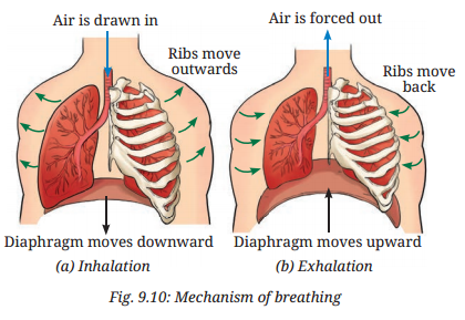 Life Processes in Animals Class 7 Notes Science Chapter 9 6