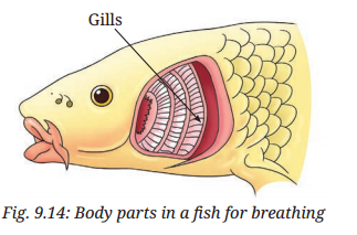Life Processes in Animals Class 7 Notes Science Chapter 9 8