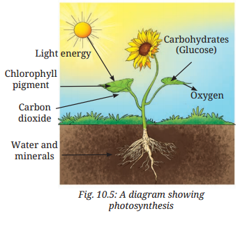 Life Processes in Plants Class 7 Notes Science Chapter 10 1