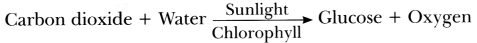 Life Processes in Plants Class 7 Notes Science Chapter 10 2