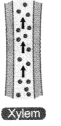 Life Processes in Plants Class 7 Notes Science Chapter 10 4