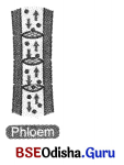Life Processes in Plants Class 7 Notes Science Chapter 10 5