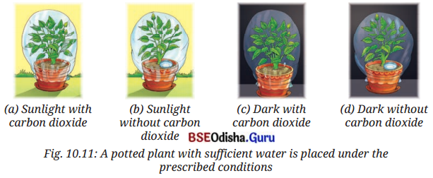 Life Processes in Plants Class 7 Question Answer Science Chapter 10.4