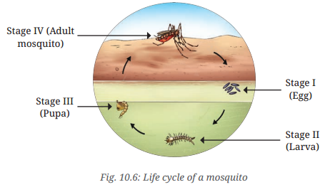 Living Creatures Exploring their Characteristics Class 6 Notes Science Chapter 10 8
