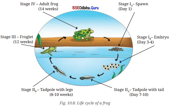 Living Creatures Exploring their Characteristics Class 6 Notes Science Chapter 10 9