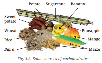 Mindful Eating A Path to a Healthy Body Class 6 Notes Science Chapter 3 1