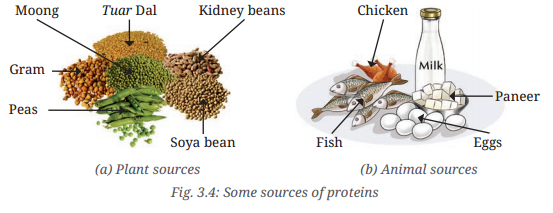 Mindful Eating A Path to a Healthy Body Class 6 Notes Science Chapter 3 3