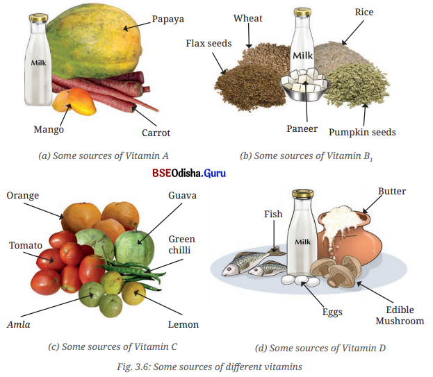 Mindful Eating A Path to a Healthy Body Class 6 Notes Science Chapter 3 4