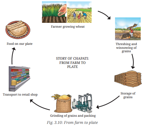 Mindful Eating A Path to a Healthy Body Class 6 Notes Science Chapter 3 6