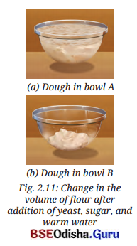 The Invisible Living World Beyond Our Naked Eye Class 8 Question Answer Science Chapter 2.16