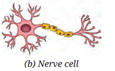 The Invisible Living World Beyond Our Naked Eye Class 8 Question Answer Science Chapter 2.18