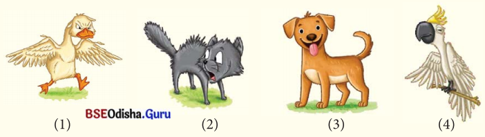 Animals Birds and Dr Dolittle Class 7 Question Answer English Jasmine Chapter 4 1