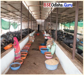 Class 6 Social Science Chapter 14 Notes Odia Medium ଆମ ଚତୁଃପାର୍ଶ୍ଵର ଅର୍ଥନୈତିକ କାର୍ଯ୍ୟକଳାପ-6