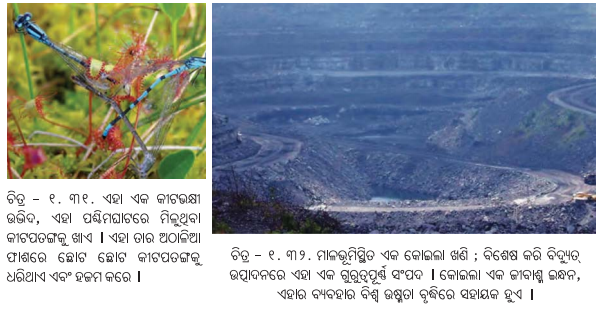 Class 7 Social Science Chapter 1 Notes Odia Medium ଭାରତର ଭୌଗୋଳିକ ବିବିଧତା-17