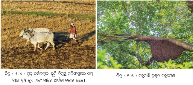 Class 8 Social Science Chapter 1 Notes Odia Medium ପ୍ରାକୃତିକ ସମ୍ବଳ ଓ ତା’ର ବ୍ୟବହାର-3