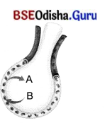 Life Processes in Animals Class 7 Extra Questions and Answers Science Chapter 9.2