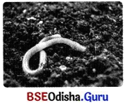 Life Processes in Animals Class 7 Extra Questions and Answers Science Chapter 9.4