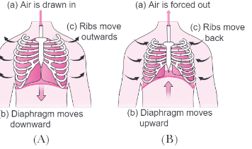 Life Processes in Animals Class 7 Extra Questions and Answers Science Chapter 9.6