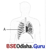 Life Processes in Animals Class 7 MCQ with Answers Science Chapter 9.2