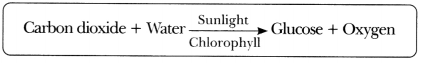 Life Processes in Plants Class 7 Extra Questions and Answers Science Chapter 10.1