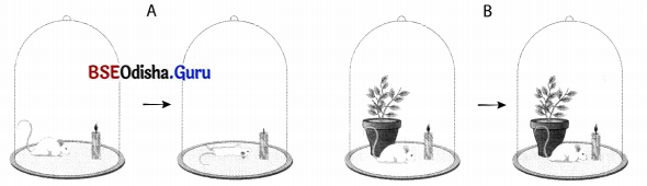 Life Processes in Plants Class 7 Extra Questions and Answers Science Chapter 10.10