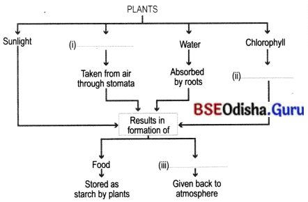 Life Processes in Plants Class 7 Extra Questions and Answers Science Chapter 10.3