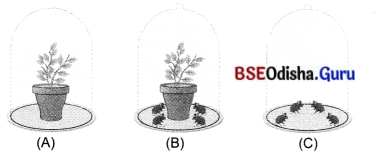 Life Processes in Plants Class 7 Extra Questions and Answers Science Chapter 10.6