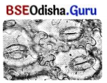 Life Processes in Plants Class 7 Extra Questions and Answers Science Chapter 10.8
