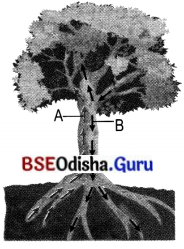 Life Processes in Plants Class 7 Extra Questions and Answers Science Chapter 10.9