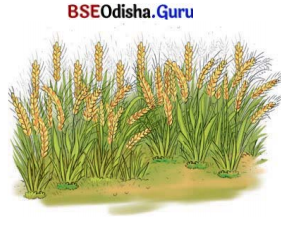 Verghese Kurien – I Too Had A Dream Class 8 Question Answer English Jasmine Chapter 6.18